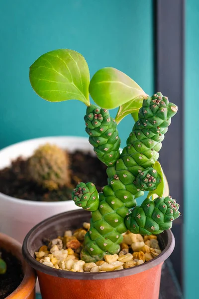 Euphorbia Ritchiei Cactus Sappig Tropisch Bloemblaadje Huis Plant Groen Rechtenvrije Stockfoto's