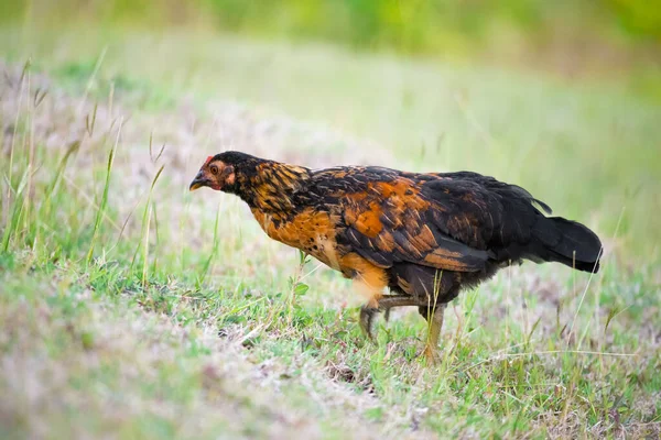 Frigående Ekologisk Vår Ung Kyckling Foul Utfodring Utomhus Hälsosam Roaming — Stockfoto