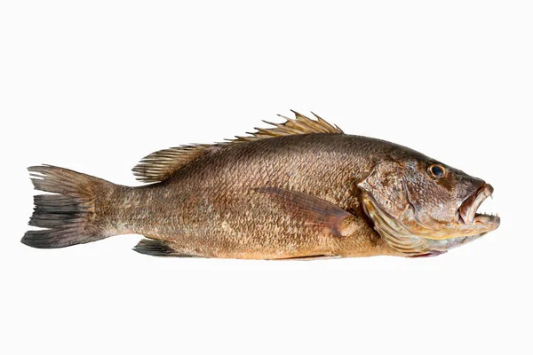 Mangrove Gray Snapper Fish Isolated White Background Full Length Raw — Stock Photo, Image