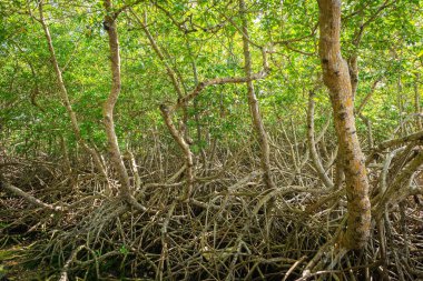 Mangrove Ormanı sık tropikal ağaçlar yeşillik ormanları Tobago 'daki vahşi orman ekosistemi