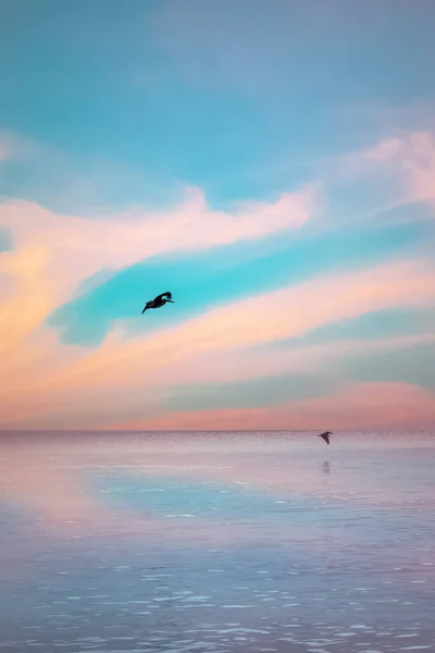 Pelicans Flying Sea Tobago Caribbean Nature Sky — Stock Photo, Image