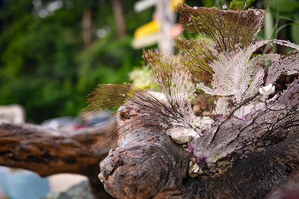 Outdoor Decoratie Strand Tropisch Log Koraal Beukenhout Planten Arrangement Rustiek — Stockfoto
