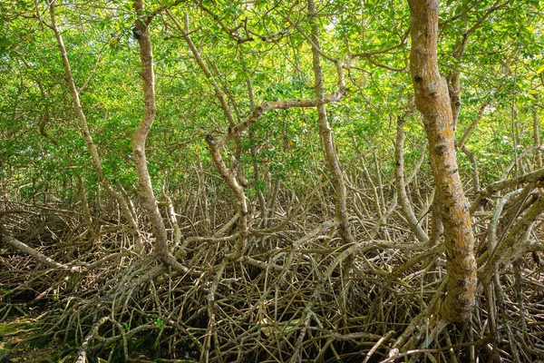 Mangrove Ormanı Sık Tropikal Ağaçlar Yeşillik Ormanları Tobago Daki Vahşi — Stok fotoğraf