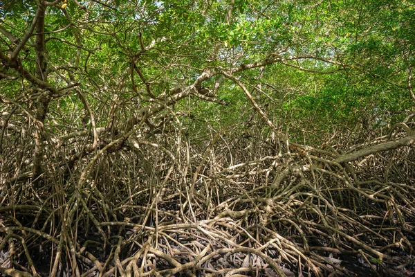多巴哥红树林茂密的热带乔木树叶丛林中野林生态系统 — 图库照片
