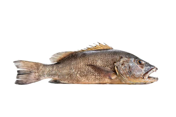 Mangrove Gray Snapper Fish Isolated White Background Full Length Raw — Stock Photo, Image