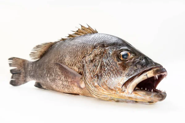 Mangrove Gray Snapper Fish Isolated White Background Full Length Raw — Stock Photo, Image