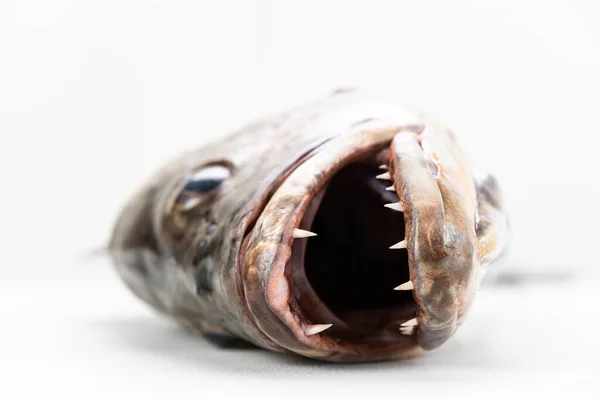 Mangrove Gray Snapper Fish Head Sharp Teeth Close Open Mouth — Stock Photo, Image