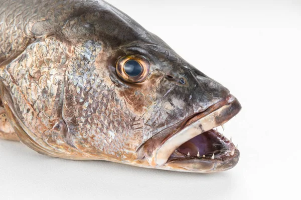 Mangrove Gray Snapper Fish Sharp Teeth Close Open Mouth — Stock Photo, Image