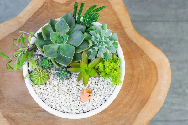 Group of succulent and cactus arrangement decor element clay pot on top of a log close up