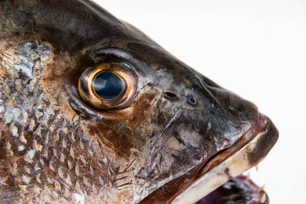 Mangrove Gray Snapper Fish Eye Sharp Teeth Close Open Mouth — Stock Photo, Image