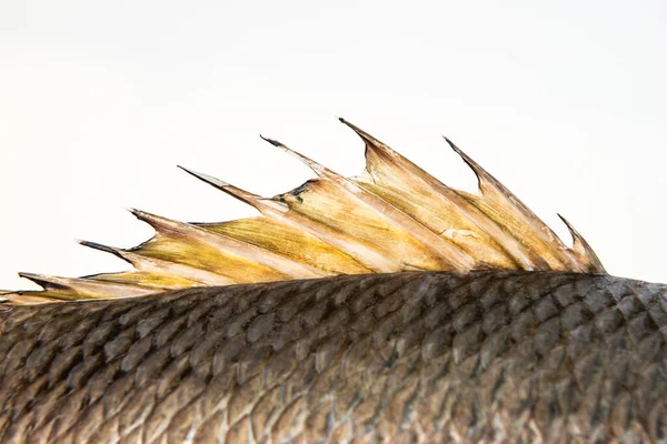 Dorsal Fin Fish Back Spine Spikes Close Dragon Sail Mangrove — Stock Photo, Image