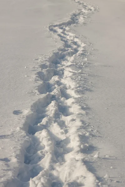 Sökväg i snön — Stockfoto