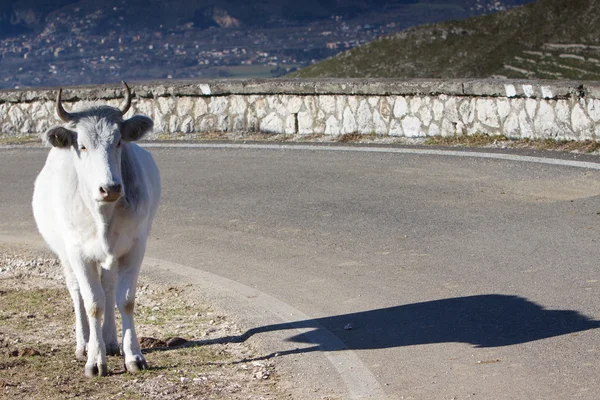 Cow in the mountains road — Stok fotoğraf