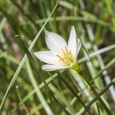 beyaz çiçek, zephyranthes candida.