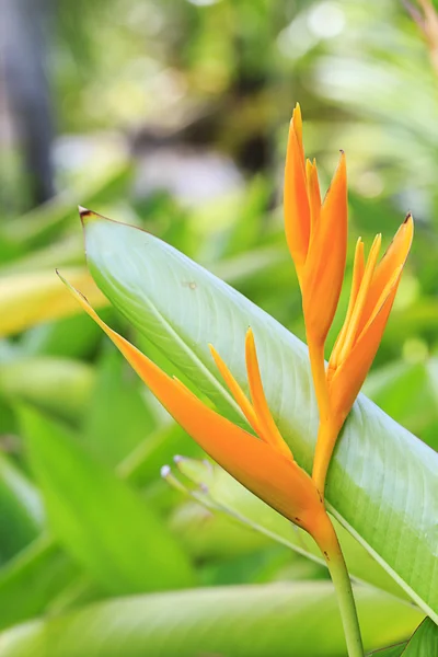 En enda paradisfågeln blomma i trädgården — Stockfoto