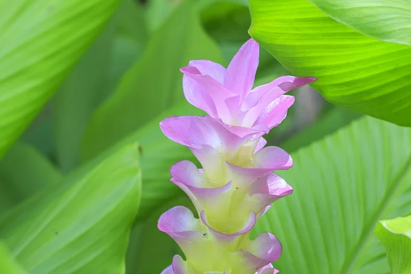 Różowy kwiat tulip siam — Zdjęcie stockowe