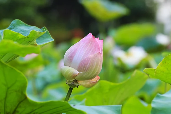 Fundo flor de lótus — Fotografia de Stock