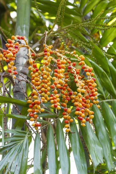 Betel palm — Stock Photo, Image
