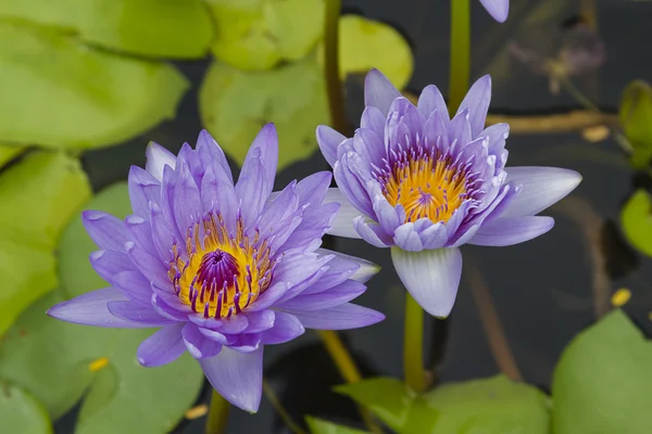 Närbild lotus blomma — Stockfoto