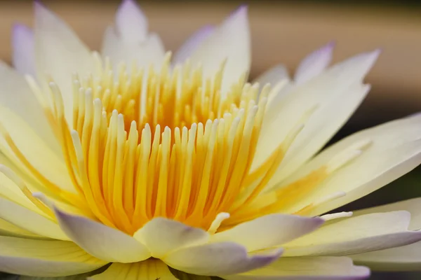 Närbild lotus blomma — Stockfoto