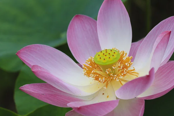 Lotusblume aus nächster Nähe — Stockfoto