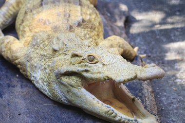 Albino timsahı