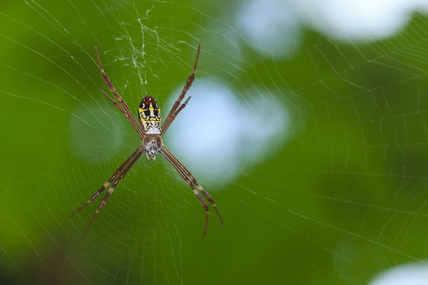 Zwarte en gele spin — Stockfoto