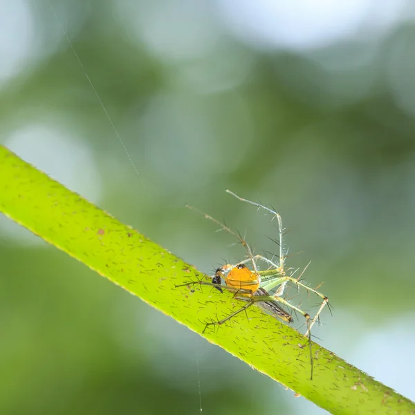 Yellow jumper spider on green leaf — Stock Photo, Image