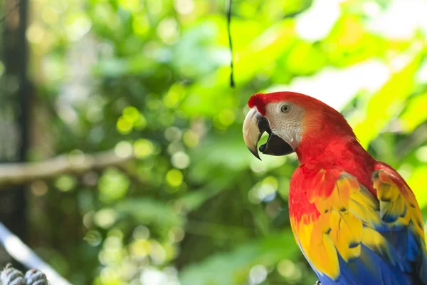 Šarlatové macaw — Stock fotografie