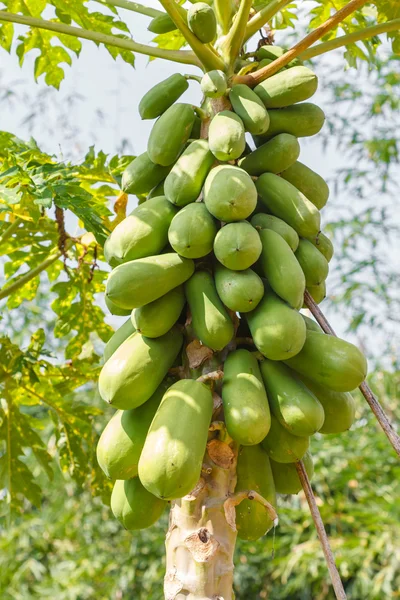 Ağaçtaki papaya — Stok fotoğraf