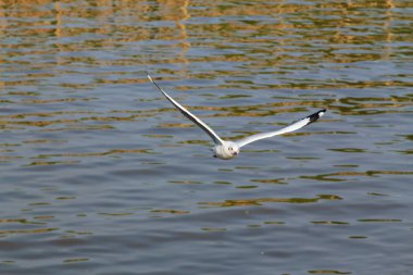 yüzey üzerinde yükselen martı.