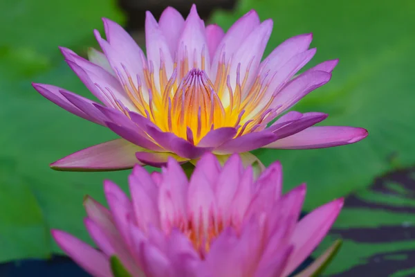 Närbild lotus blomma — Stockfoto