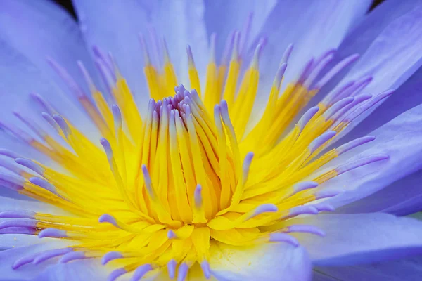 Närbild lotus blomma — Stockfoto