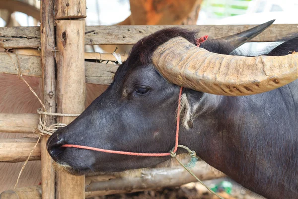 Thai Buffalo — Stock Fotó