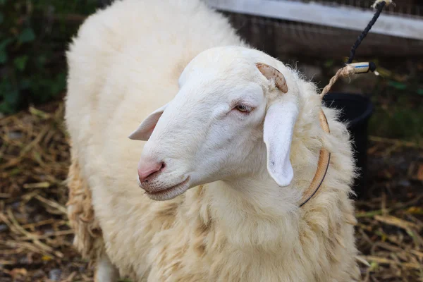 Closeup sheep — Stock Photo, Image