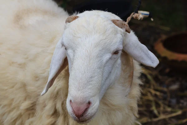 Closeup sheep — Stock Photo, Image