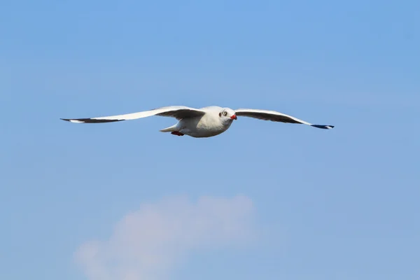 Een meeuw, zwevend in de blauwe lucht — Stockfoto