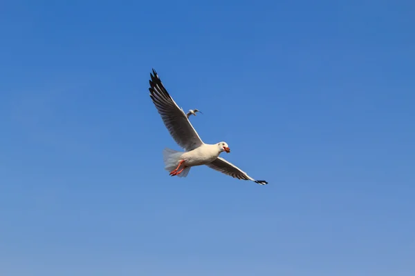 A seagull, soaring in the blue sky — Stock Photo, Image