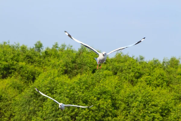 Een meeuw, zwevend in de blauwe lucht — Stockfoto