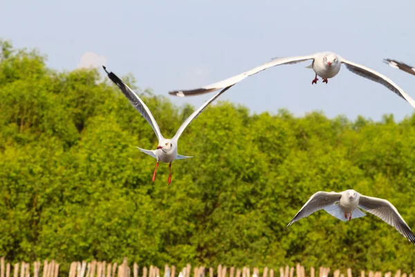 Een meeuw, zwevend in de blauwe lucht — Stockfoto