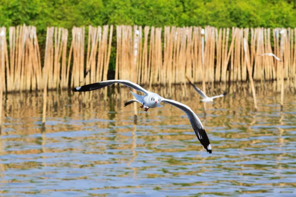 Una gaviota, volando en el cielo azul — Foto de Stock