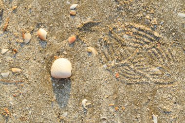 arka plan olarak kum üzerinde deniz kabukları