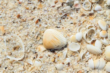 arka plan olarak kum üzerinde deniz kabukları
