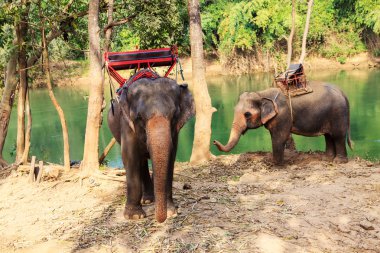 Tayland Asya fili.