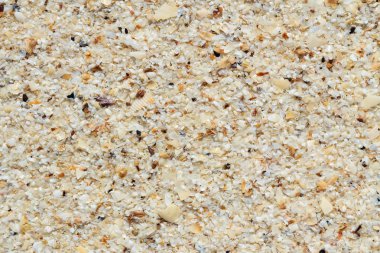 arka plan olarak kum üzerinde deniz kabukları