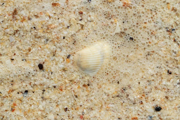 Sea shells on sand as background — Stock Photo, Image