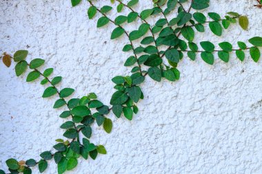 Sarmaşık bitkisi olan eski duvar