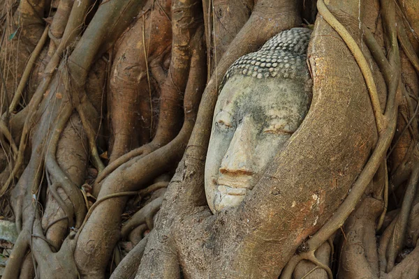 Kopf des Sandstein-Buddhas in den Baumwurzeln am wat mahathat, ayut — Stockfoto