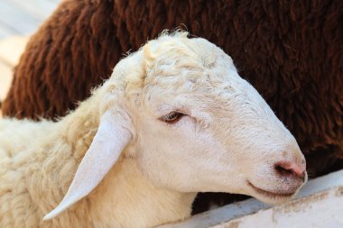 Çiftlikteki koyunlar