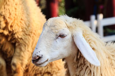 Çiftlikteki koyunlar